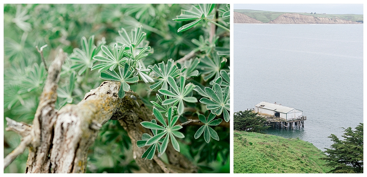 point reyes engagement, destination engagement session, point reyes elopement photographer, point reyes engagement photographer, california elopement photographer, film engagement session